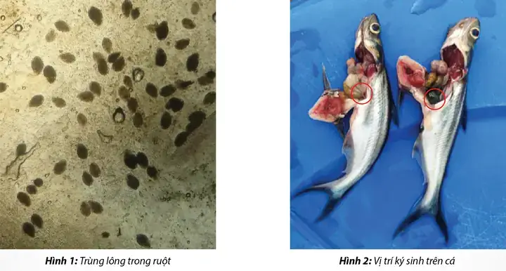 Bệnh Trùng Lông Trên Cá Tra Là Gì?