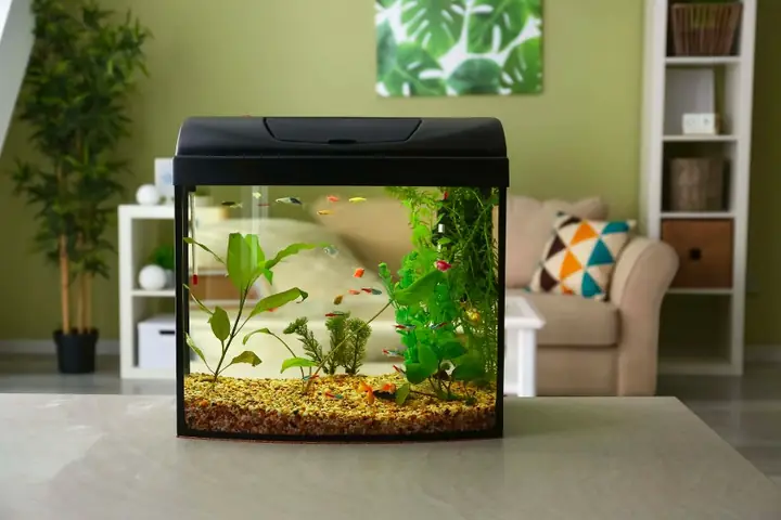 Một Số Mẫu Bể Cá Mini Tự Làm Đẹp, Ấn Tượng