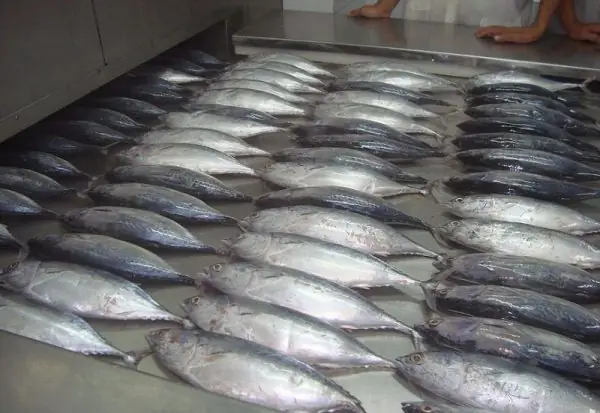 Cá Tuna Là Cá Gì? Khám Phá Thế Giới Cá Ngừ Đại Dương