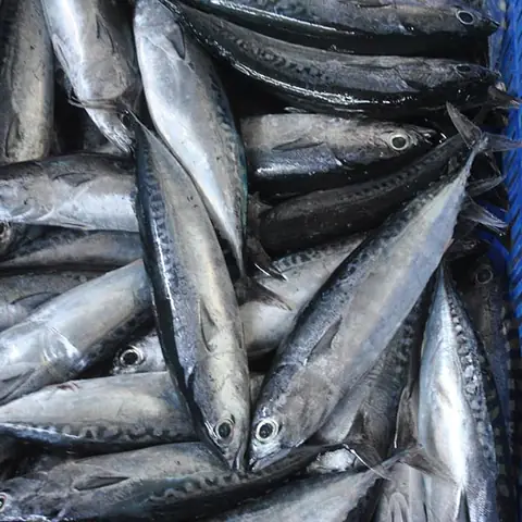 Cá Tuna Là Cá Gì? Khám Phá Thế Giới Cá Ngừ Đại Dương