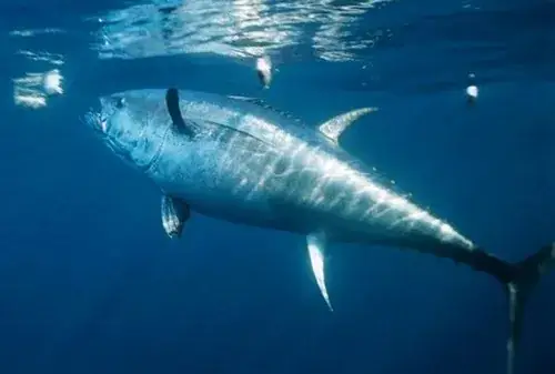 Cá Tuna Là Cá Gì? Khám Phá Thế Giới Cá Ngừ Đại Dương