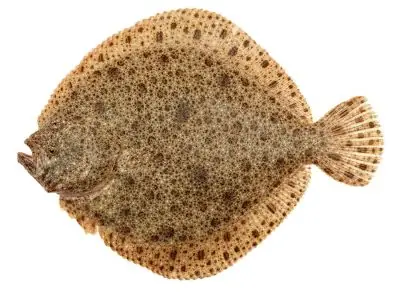 Turbot Là Cá Gì? Tổng Quan Về Loài Cá Bẹt Đặc Biệt Và Tiềm Năng Nuôi Tại Việt Nam