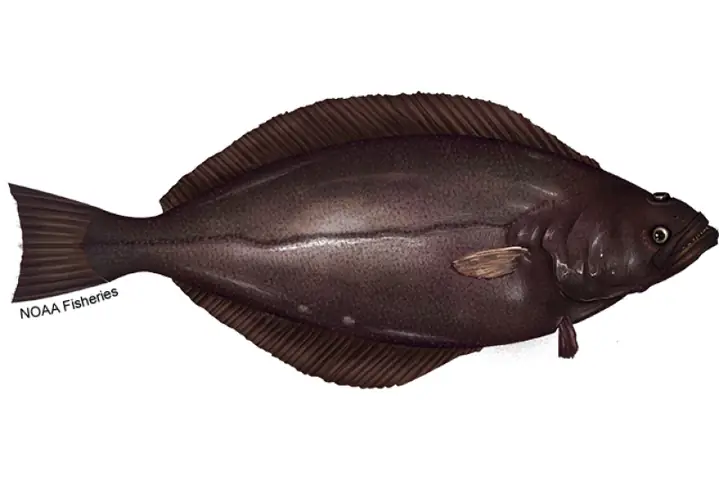 Turbot Là Cá Gì? Tổng Quan Về Loài Cá Bẹt Đặc Biệt Và Tiềm Năng Nuôi Tại Việt Nam