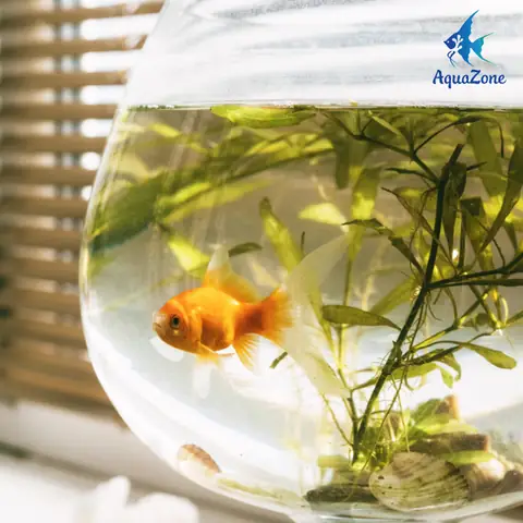 Hạn Chế Ánh Sáng Mặt Trời Trực Tiếp
