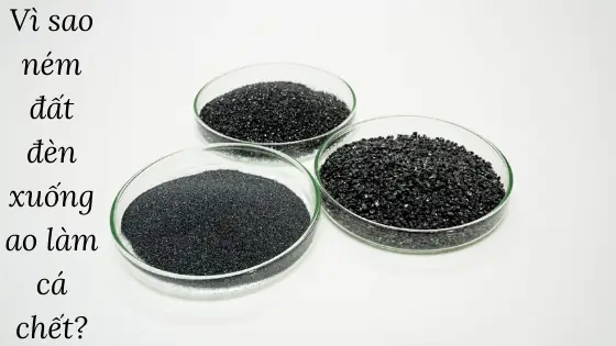 Vì Sao Ném Đất Đèn Xuống Ao Làm Cá Chết?