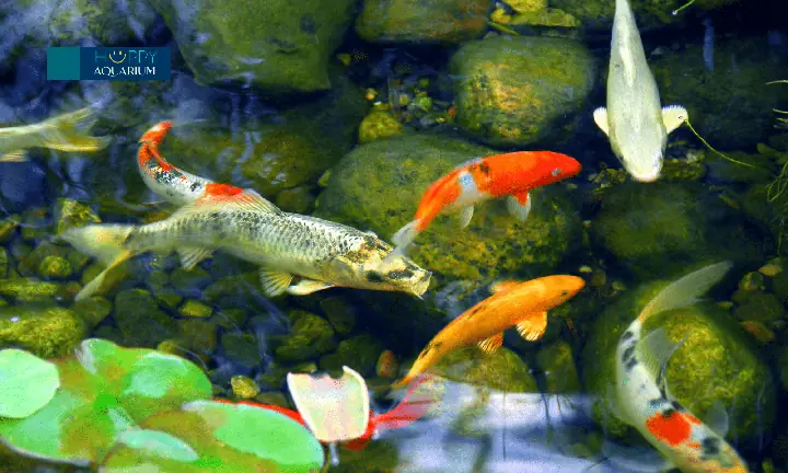 Sinh Có Lợi Cho Hồ Cá Koi Là Gì ?