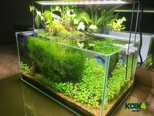 Sinh Làm Trong Nước Hồ Cá Và Khử Khí Độc