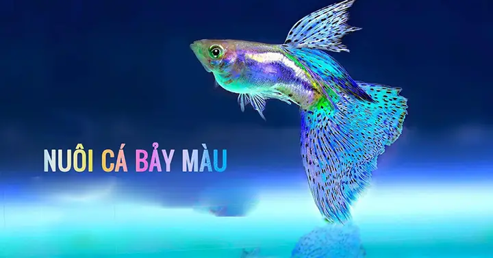 Lưu Ý Về Môi Trường Nước Khi Nuôi Cá Bảy Màu