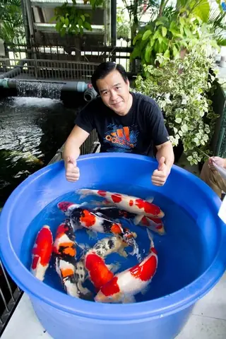Vua Cá Koi Viet Nam
