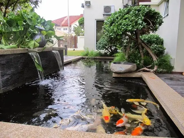 Các Mẫu Hồ Cá Ngoài Sân Đẹp Nhất