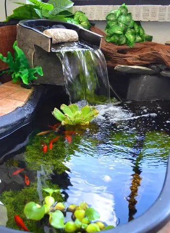 Bể Cá Koi Trong Nhà Đơn Giản