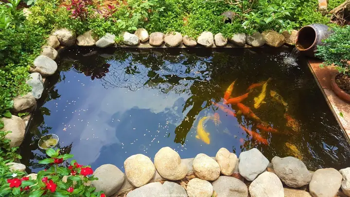 Trang Trí Hồ Cá Sau Khi Xây