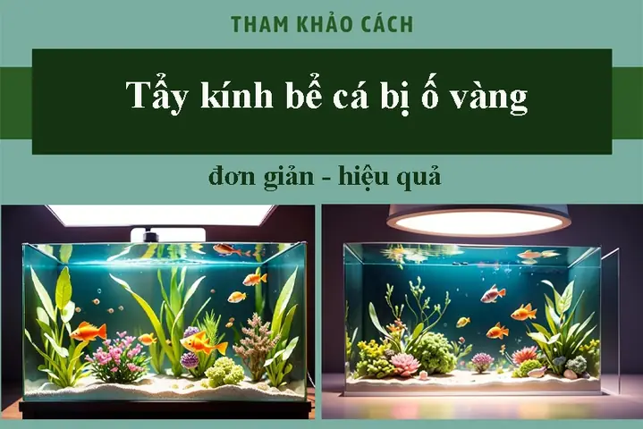 Cách Xử Lý Kính Bể Cá Bị Ố Vàng