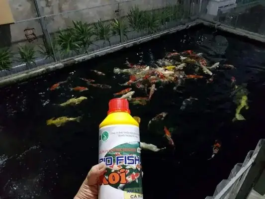 Nếu Anh Em Đinh Làm Một Hồ Cá Koi Mới Nhất Định Phải Lưu Ý Những Vấn Đề Này :