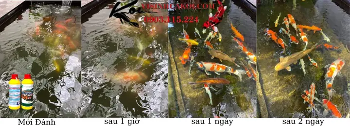 Xử Lý Nước Mới Trước Khi Thả Cá