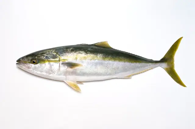 Yellowtail Fish Là Cá Gì? Tổng Quan Toàn Diện Về Loài Cá "vàng Của Biển"