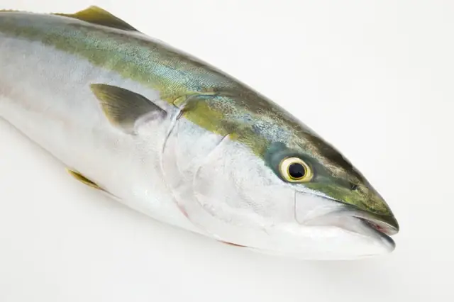 Yellowtail Fish Là Cá Gì? Tổng Quan Toàn Diện Về Loài Cá "vàng Của Biển"