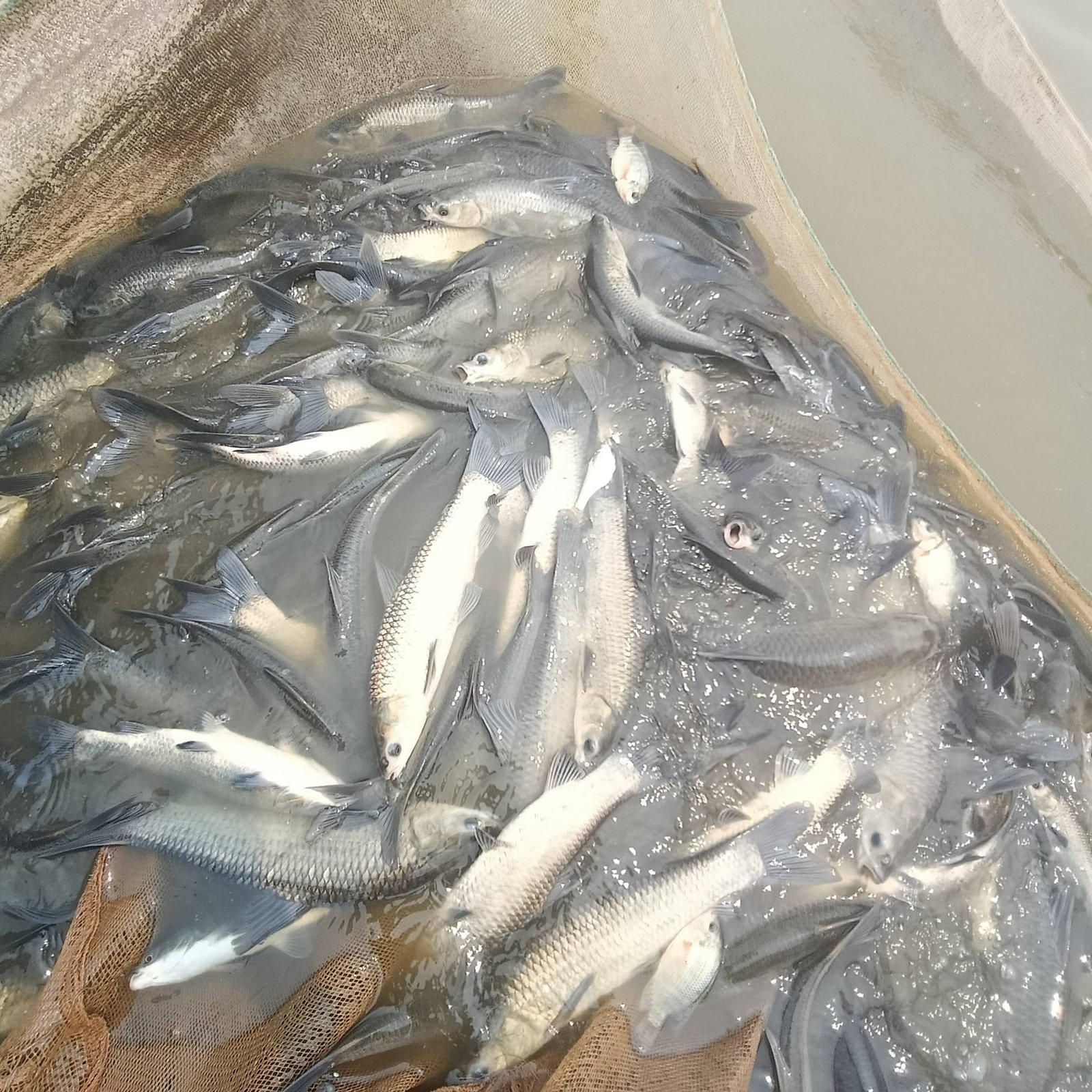 Cá trắm kỵ những gì