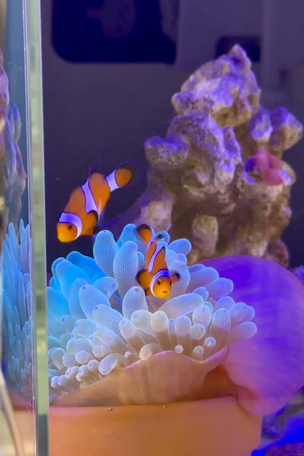 Giá bán cá hề Nemo trên thị trường cá cảnh hiện nay