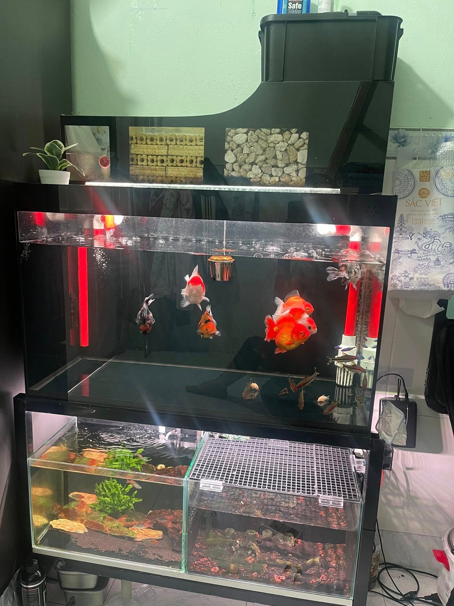 Cá cảnh Thủ Đức và những địa chỉ được nhiều người chọn Cá cảnh Thủ Đức với đa dạng chủng loại được yêu thích