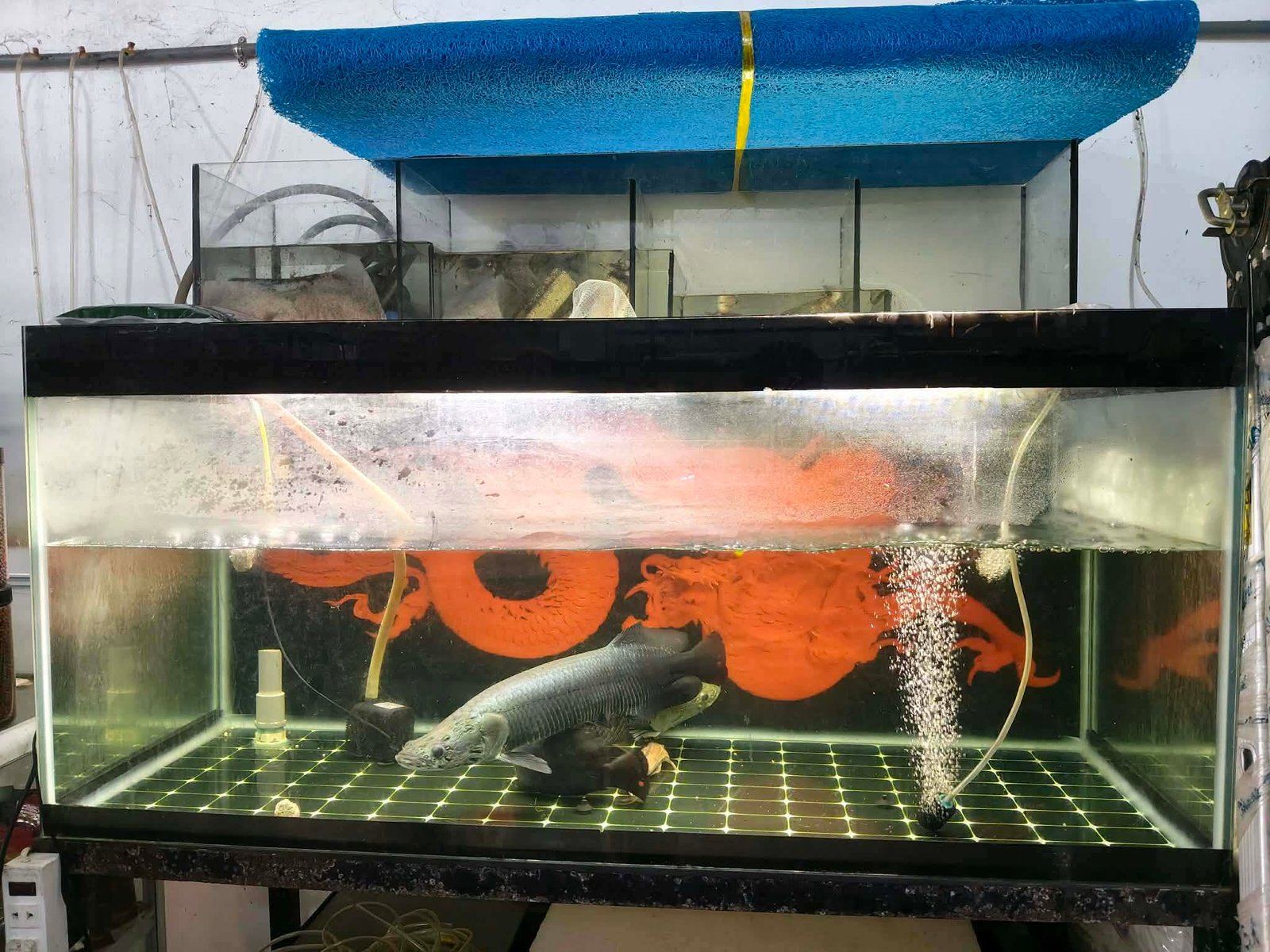 Cá cảnh Thủ Đức và những địa chỉ được nhiều người chọn Cá cảnh Thủ Đức nổi bật với nhiều dòng cá đẹp và khỏe