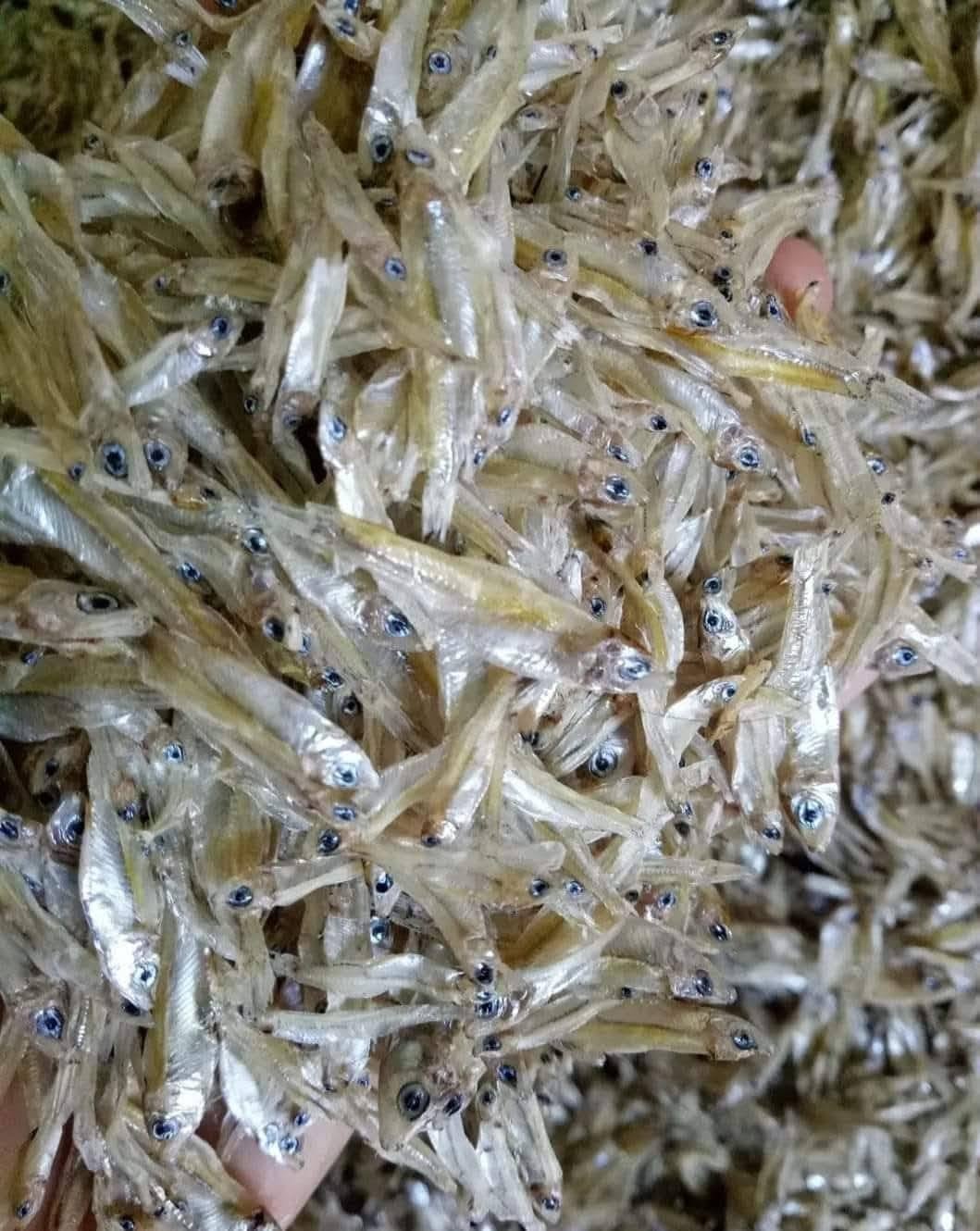Cá chi chi là cá gì và những đặc điểm dễ nhận biết nhất Cá chi chi là cá gì và đặc điểm nhận biết phổ biến