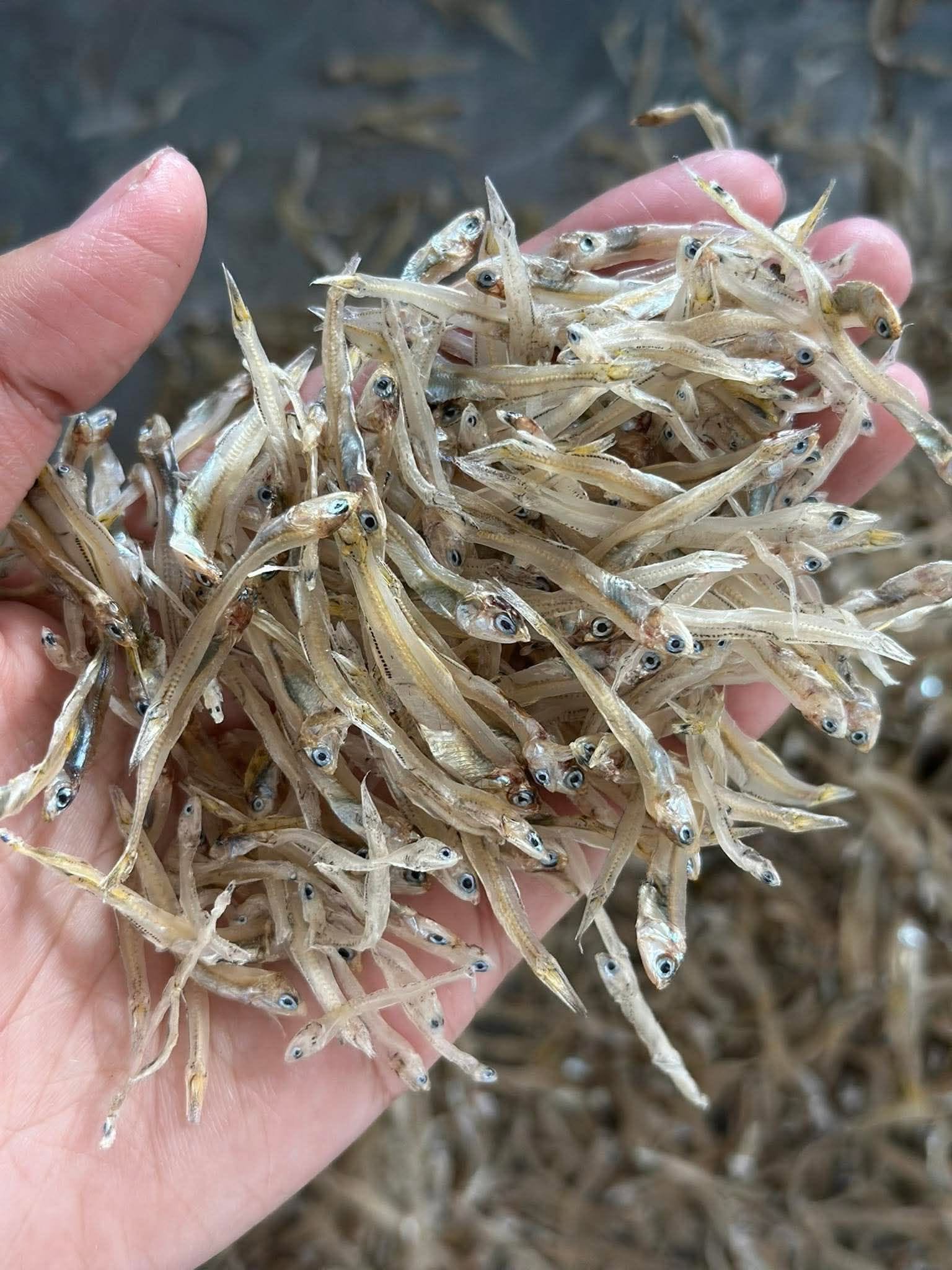 Cá chi chi là cá gì và những đặc điểm dễ nhận biết nhất Tìm hiểu cá chi chi là cá gì và nguồn gốc của loài cá này