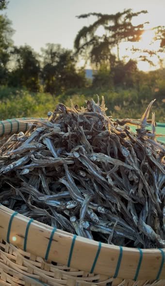 Cá chi chi là cá gì và những đặc điểm dễ nhận biết nhất Cá chi chi là cá gì với những đặc điểm sinh học nổi bật