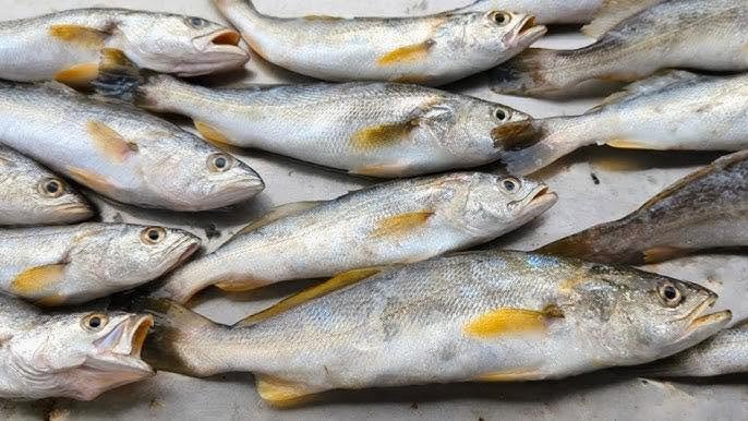 Cá trout là cá gì với giá trị dinh dưỡng được đánh giá cao