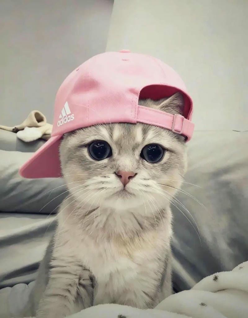 avatar ảnh đội mũ ngầu 5