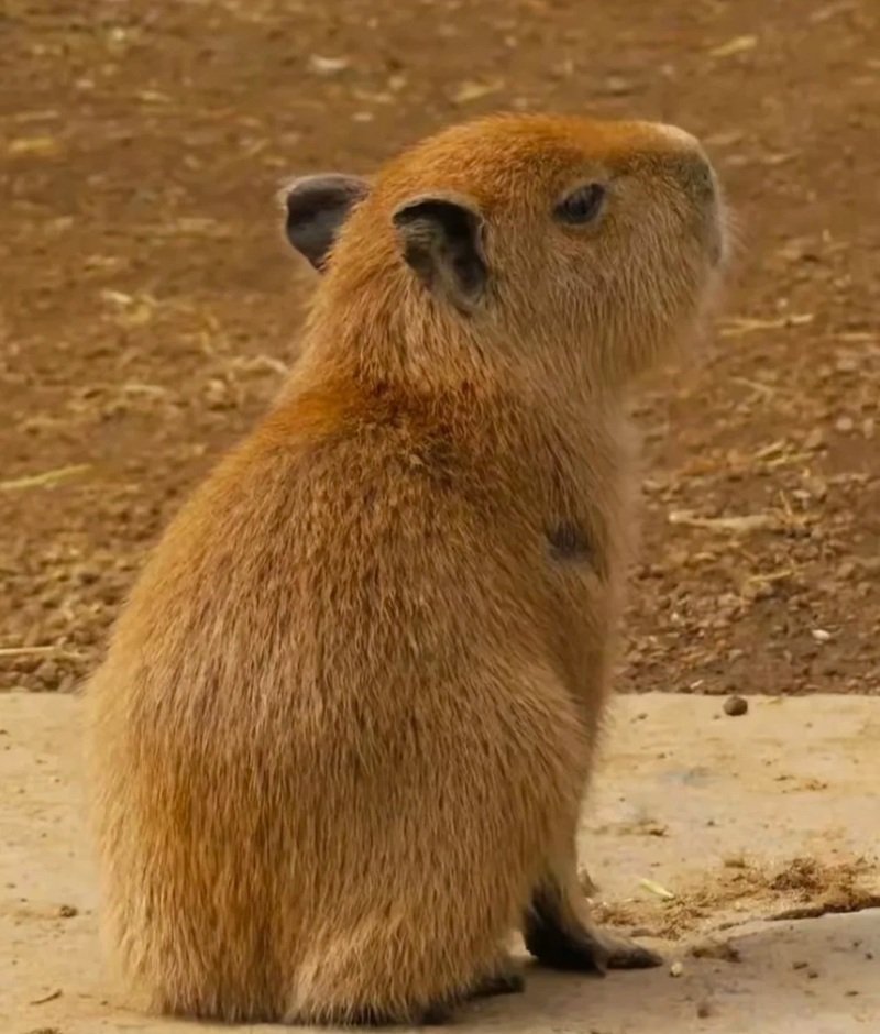 avatar capybara vô tri 31