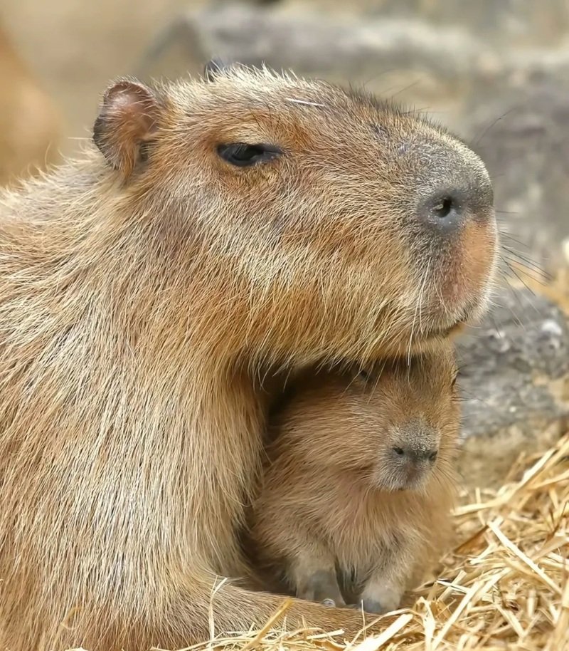 avatar capybara vô tri 32