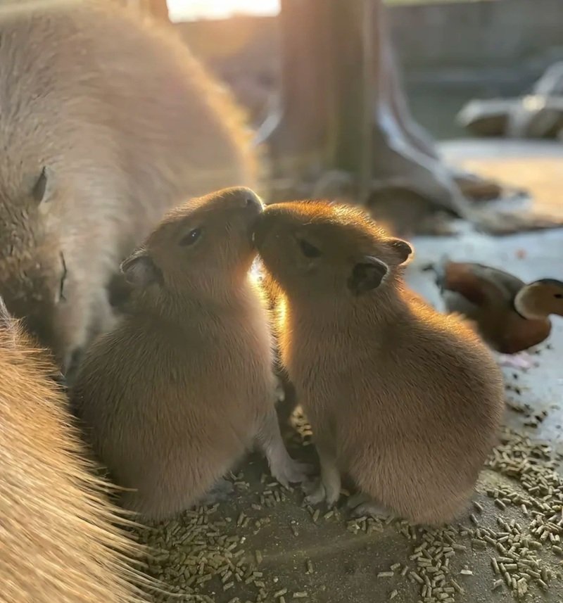 avatar capybara vô tri 33