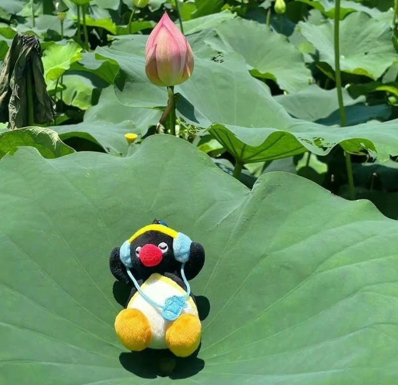 avatar chim cánh cụt cute 17