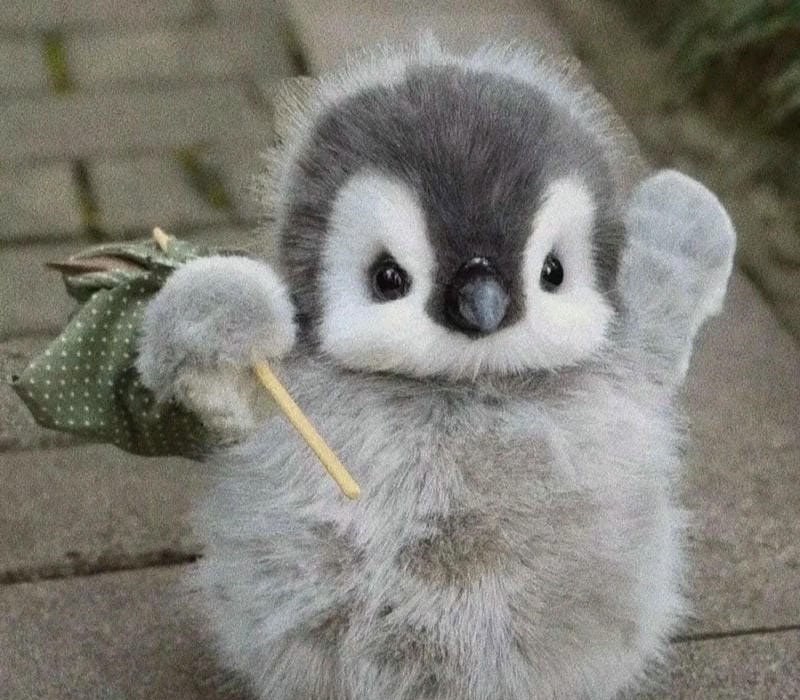 201+ Avatar chim cánh cụt cute siêu xinh dành cho hội mê sự dễ thương