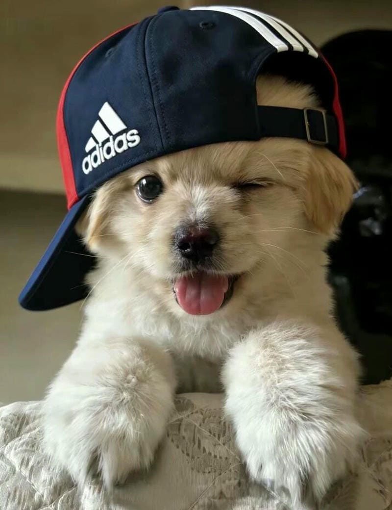 avatar chó cute 1