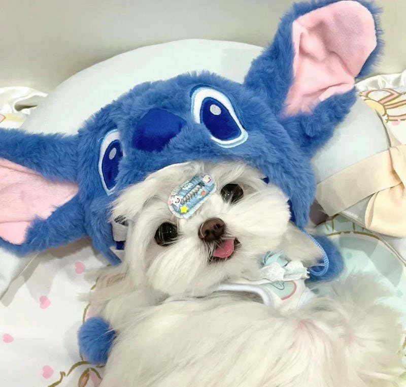 avatar chó cute 11