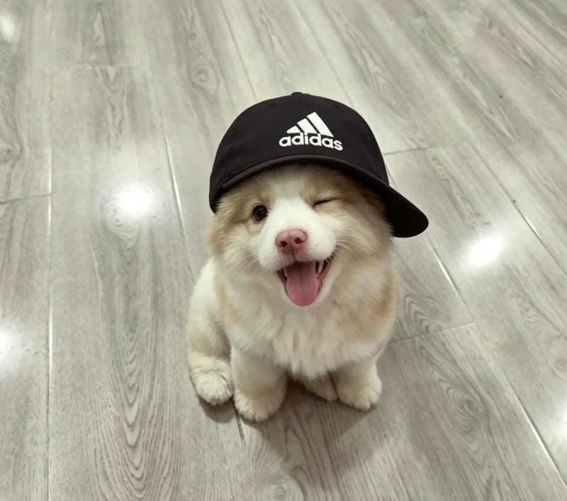 avatar chó cute 2