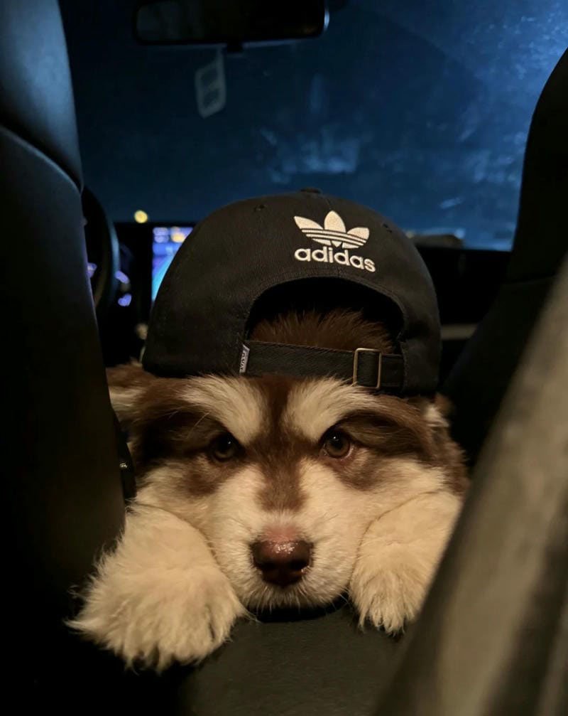 avatar chó cute 3