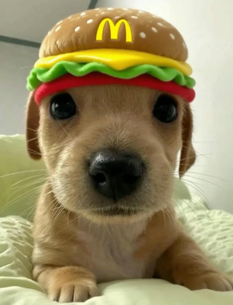 avatar chó cute 30