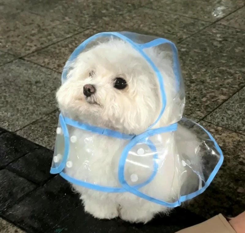 avatar chó cute 5