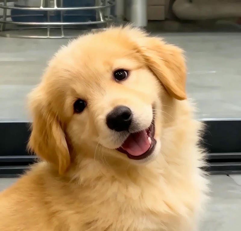 avatar chó cute 6