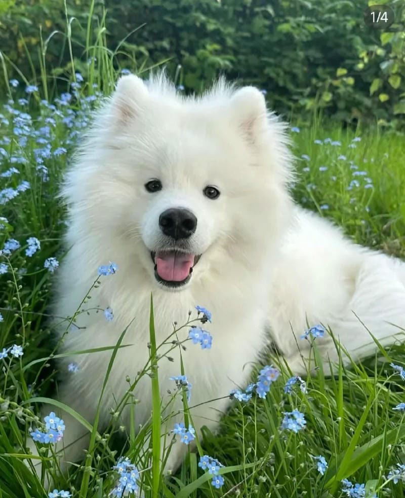 avatar chó cute 7