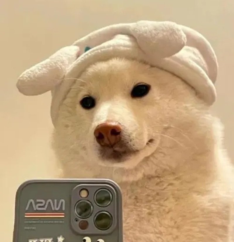 avatar chó vô tri 7
