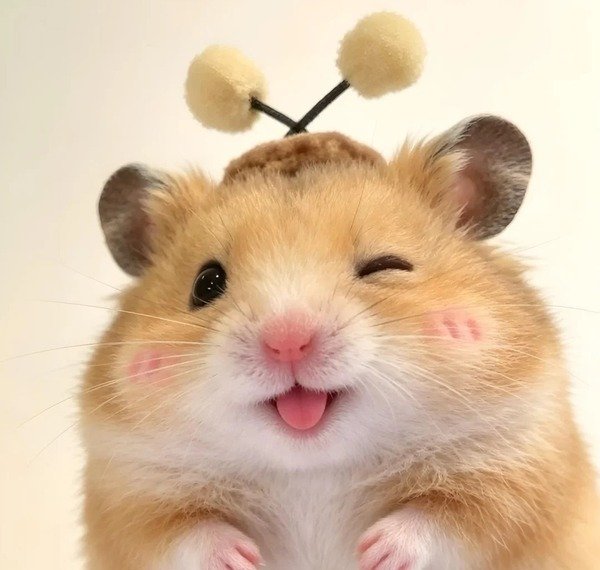 avatar chuột cute 22