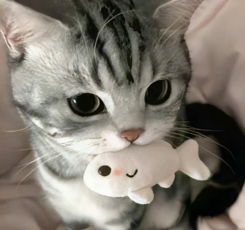 avatar cute vô tri 26