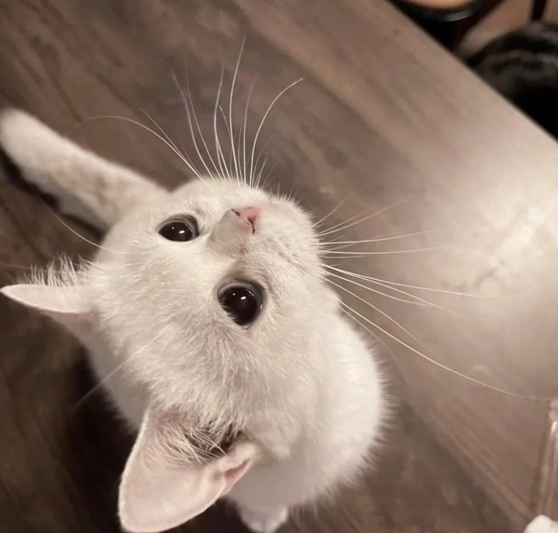 avatar cute vô tri 27