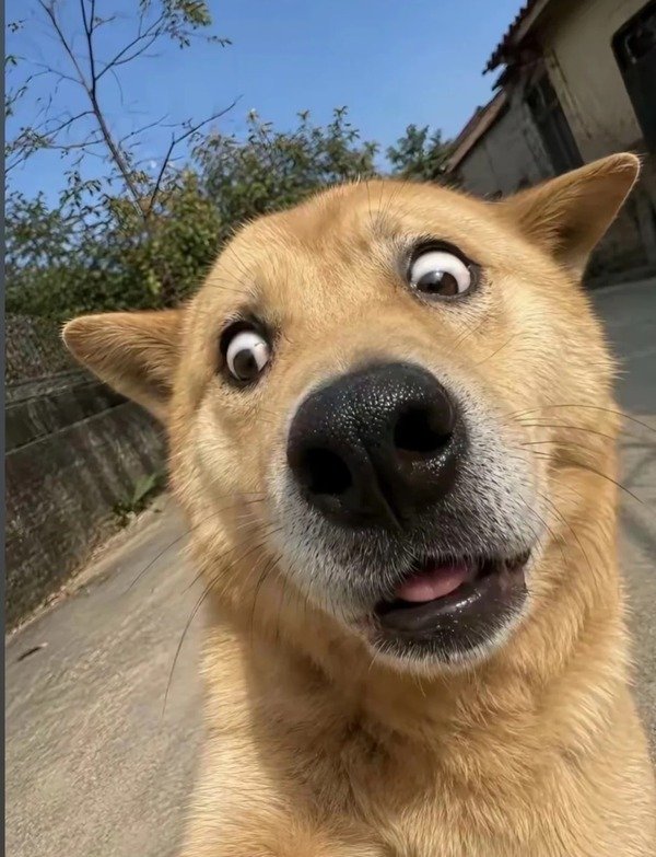 avatar hài cute 34
