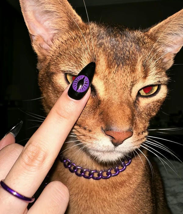 avatar mèo ngầu 10