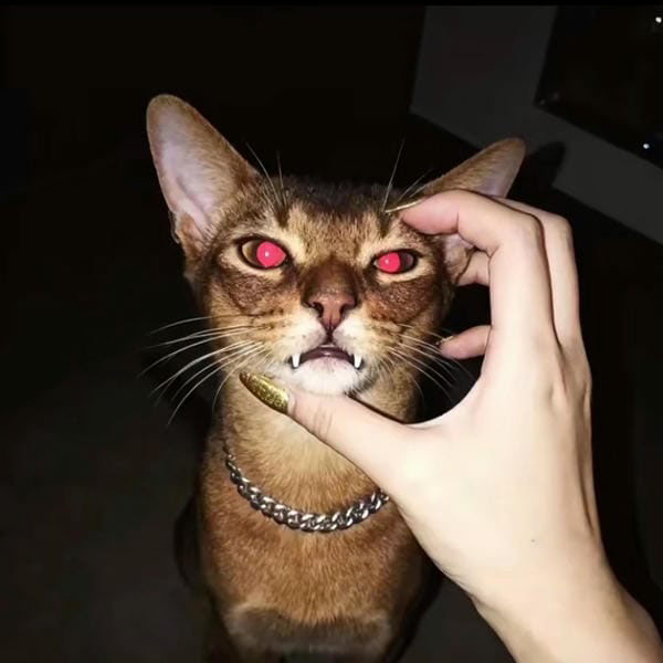 avatar mèo ngầu 5